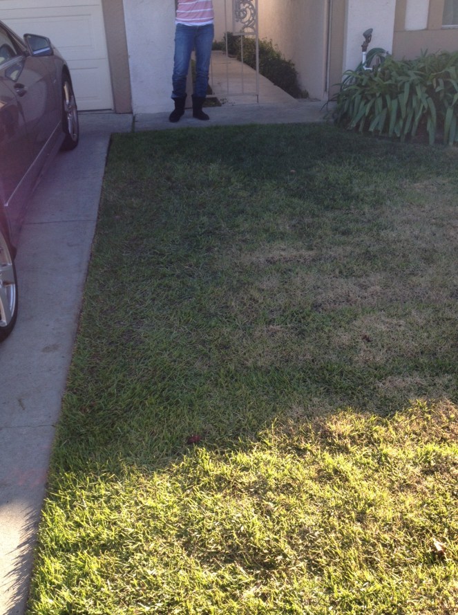 The grass in front of our house